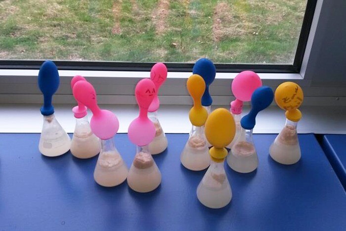 Die alkoholische Gärung